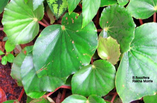 B. floccifera